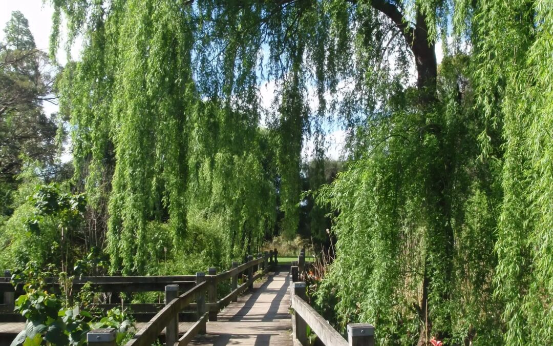 Traditionally Accessible Bushwalks